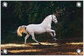 Tuinposter Wit Paard 120x80cm- Foto op Tuinposter (wanddecoratie voor buiten en binnen)