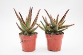 Ikhebeencactus | Set van 2 stuks | Aloe Starfire Carola | Vetplant | Prachtige kleuren | 8.5 cm pot | 14cm hoog