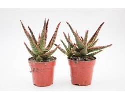 Ikhebeencactus | Set van 2 stuks | Aloe Starfire Carola | Vetplant | Prachtige kleuren | 8.5 cm pot | 14cm hoog