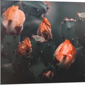 Dibond - Oranje Catusbloemen - 80x80 cm Foto op Aluminium (Wanddecoratie van metaal)