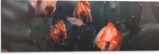 Dibond - Oranje Catusbloemen - 90x30 cm Foto op Aluminium (Wanddecoratie van metaal)