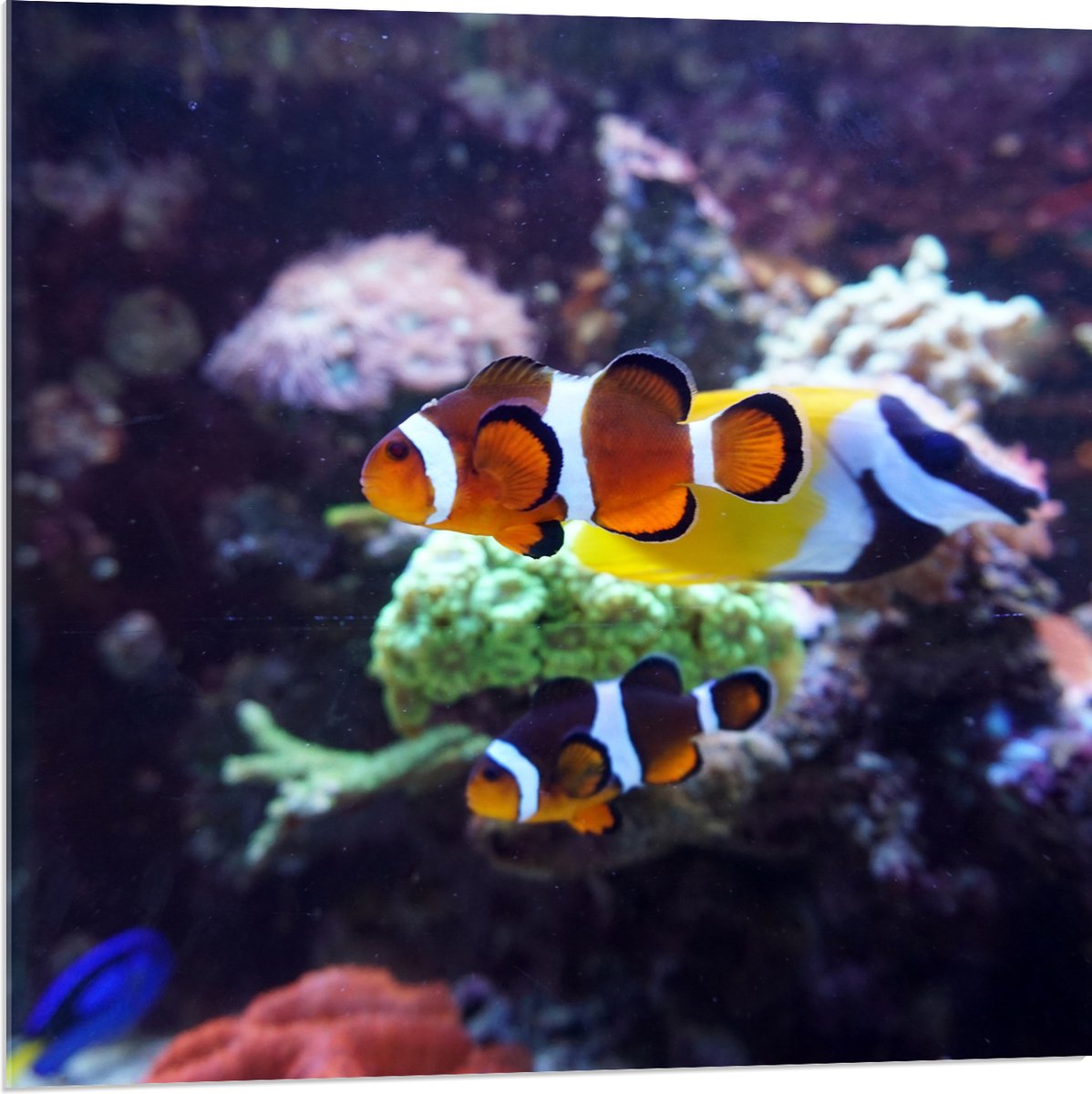 Acrylglas - Twee Anemoon Vissen Zwemmend door Aquarium - 80x80 cm Foto op Acrylglas (Met Ophangsysteem)