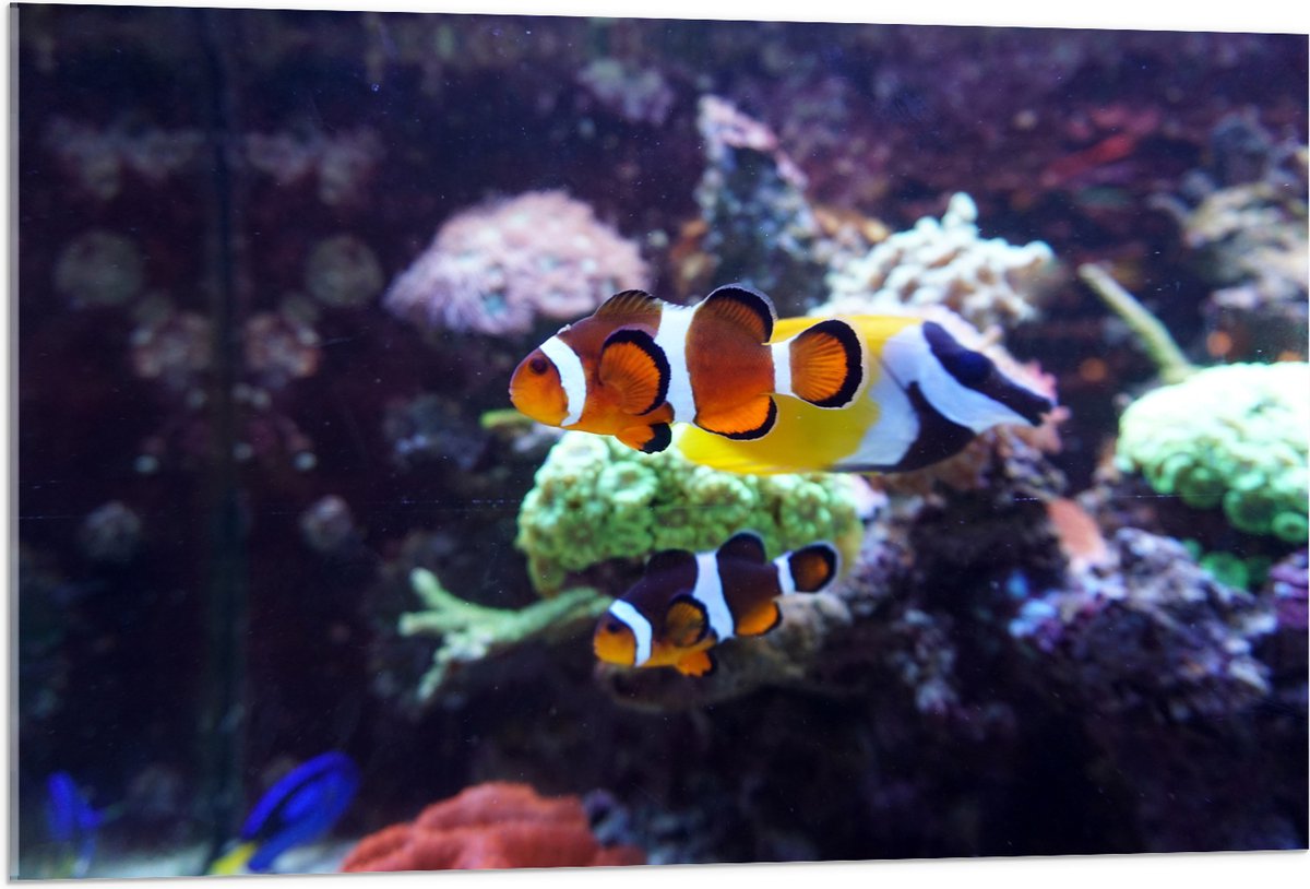 Acrylglas - Twee Anemoon Vissen Zwemmend door Aquarium - 105x70 cm Foto op Acrylglas (Met Ophangsysteem)