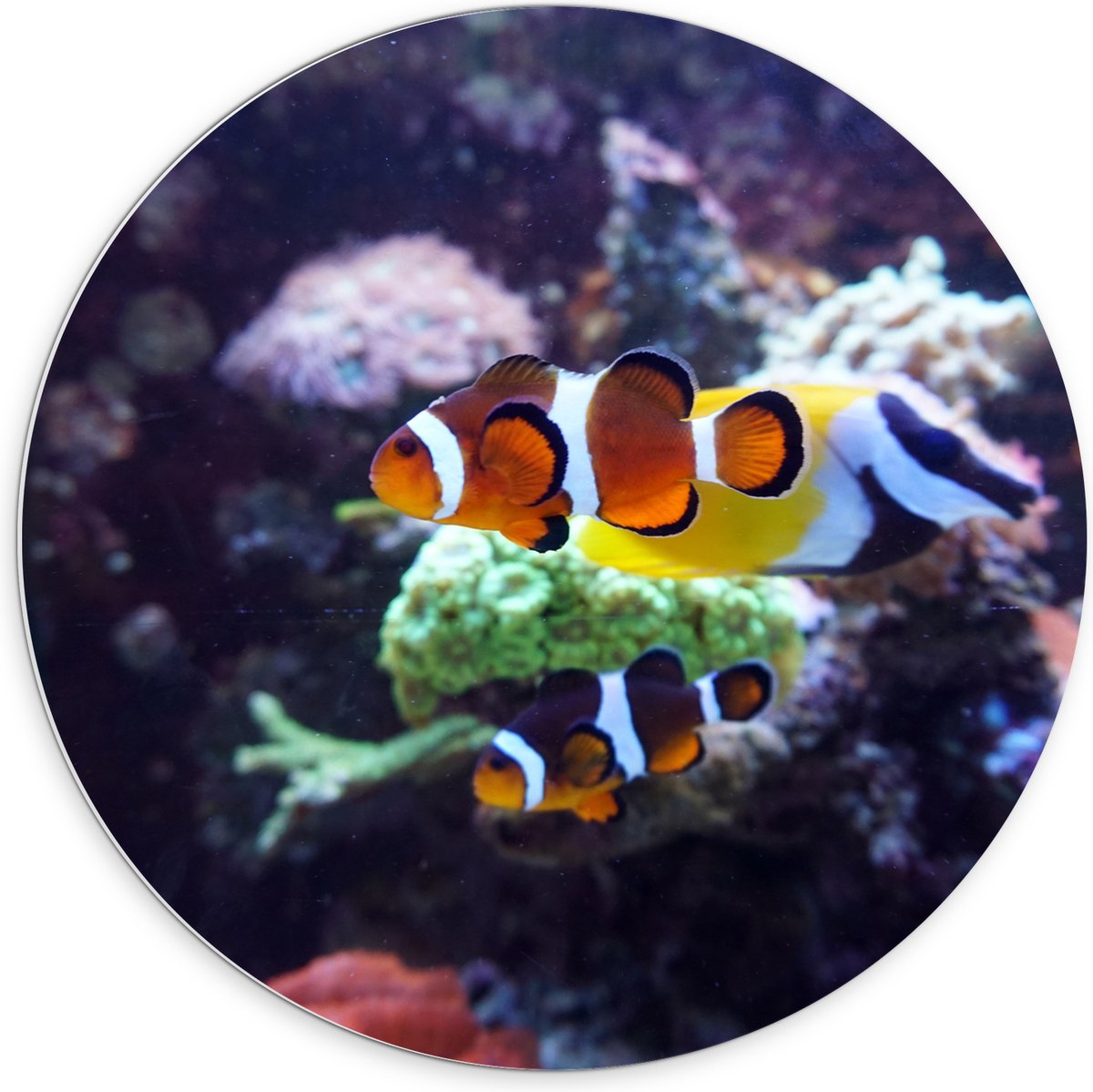 PVC Schuimplaat Muurcirkel - Twee Anemoon Vissen Zwemmend door Aquarium - 70x70 cm Foto op Muurcirkel (met ophangsysteem)