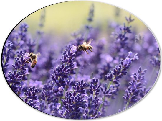 Dibond Ovaal - Close-up van Lavendel Bloemen in het Bloemenveld - 40x30 cm Foto op Ovaal (Met Ophangsysteem)