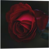Vlag - Roos - Bloem - Rood - Natuur - 50x50 cm Foto op Polyester Vlag