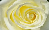 Rose Flower White Yellow Photo Wallcovering