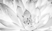 Nature Plant Black White Photo Wallcovering