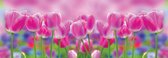 Papier peint Tulipes en polaire, fleurs | Rose | GRAND 832x254cm