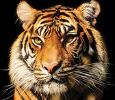 Tiger Photo Wallcovering