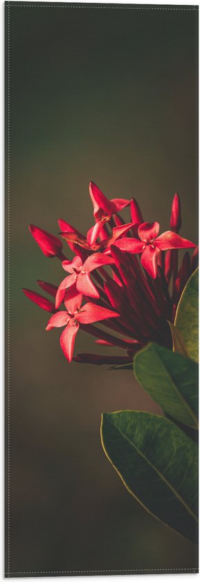 Vlag - Achter de Geranium Bloemen aan Plant - 20x60 cm Foto op Polyester Vlag
