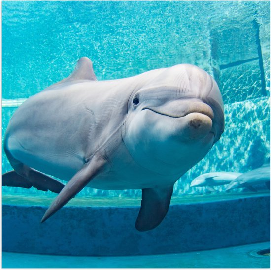 Poster (Mat) - Lachende Dolfijn Zwemmend in Blauwe Omgeving - 50x50 cm Foto op Posterpapier met een Matte look