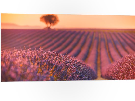 PVC Schuimplaat- Oranje Gloed van de Zon over Rijen Lavendelbloemen - 100x50 cm Foto op PVC Schuimplaat