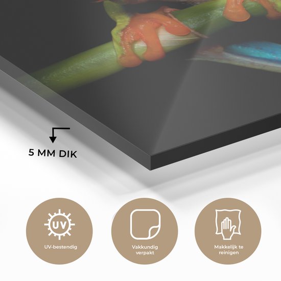 Peinture sur verre - Grenouille - Animaux - Vert - Oranje - Rouge - Photo sur verre - Peinture sur verre - 120x90 cm - Décoration murale