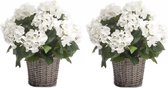 2x Kunstplant witte Hortensia in mand 45 cm - Kunstplanten/nepplanten