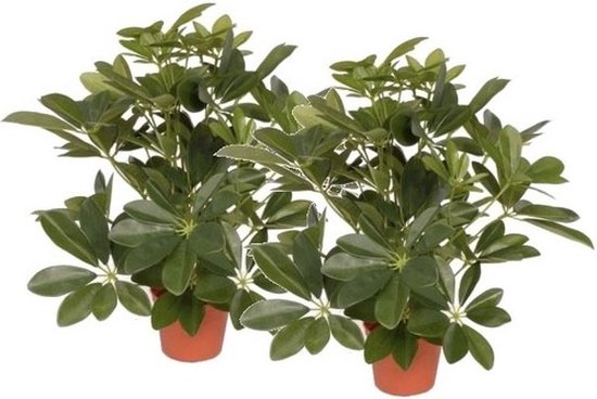 2 Stuks kunstplanten Schefflera struik van 55 cm - groene kunstplanten/nepplanten kamerplanten