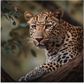 Poster (Mat) - Luipaard Sluipend achter Boomstronk - 80x80 cm Foto op Posterpapier met een Matte look