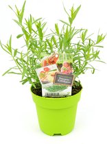 Dragon - 2 kruidenplanten - Artemisia Dracunculus - groene pot (Ø13cm)
