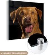 MuchoWow® Glasschilderij 50x50 cm - Schilderij acrylglas - Hond - Huisdieren - Portret - Foto op glas - Schilderijen