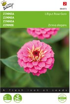 Zinnia Lilliput Rose Gemme (Zinnia elegans)