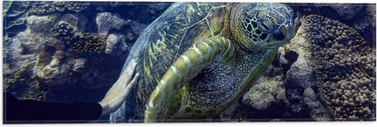 Vlag - Mensenhand op Zeeschildpad bij het Koraal - 60x20 cm Foto op Polyester Vlag