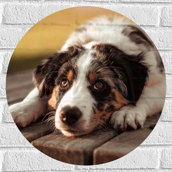 Muursticker Cirkel - Liggende Zwart met Witte Hond op Houten Picknicktafel - 50x50 cm Foto op Muursticker