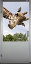 Poster 'Giraffe 2' - poster 70x100 cm
