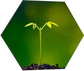 Dibond Hexagon - Kleine Eenzame Groene Groeiende Plant - 50x43.5 cm Foto op Hexagon (Met Ophangsysteem)