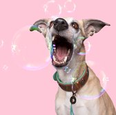 DWAM Dog with a Mission Halsband hond – Hondenhalsband – Bruin – S – Leer – Halsomvang tussen 27-33 x 2 cm– Urban