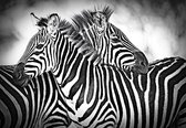 Fotobehang - Vlies Behang - Zebra's - Zebra - 208 x 146 cm