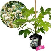 Fatsia japonica 'Variegata', Japanse vingerplant, 2 liter pot