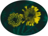 Dibond Ovaal - Bloemen - Natuur - Geel - Groen - 68x51 cm Foto op Ovaal (Met Ophangsysteem)
