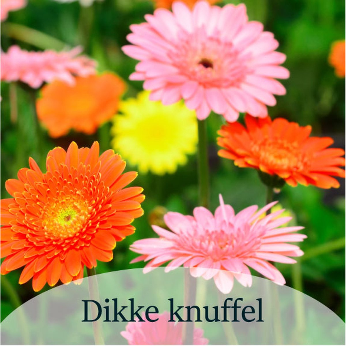 Luxe Bloemenkaartjes - "Dikke knuffel" - Cadeaukaartjes - Bloemenlabels - Kaartjes - 7x7 cm - 20 stuks - Met Boorgaatje