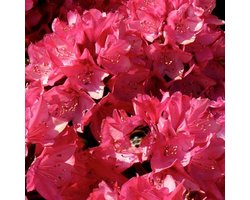 Rhododendron 'Nova Zembla' - 40-50 cm