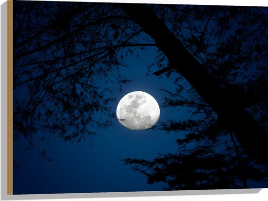 Hout - Maan tussen de Silhouetten van de Bomen - 80x60 cm - 9 mm dik - Foto op Hout (Met Ophangsysteem)
