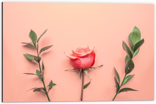 Dibond - Roze Roos bij Groene Takken op Koraalroze Achtergrond - 60x40 cm Foto op Aluminium (Wanddecoratie van metaal)