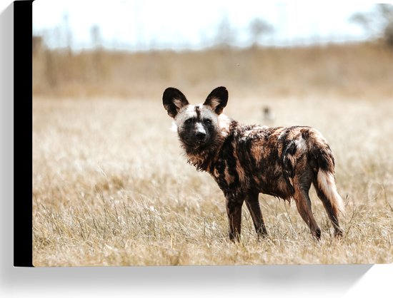 Canvas - Omkijkende Hyena in het Droge Grasveld - 40x30 cm Foto op Canvas Schilderij (Wanddecoratie op Canvas)