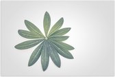 Poster Glanzend – Bloem - Plant - Bladeren - Groen - 90x60 cm Foto op Posterpapier met Glanzende Afwerking