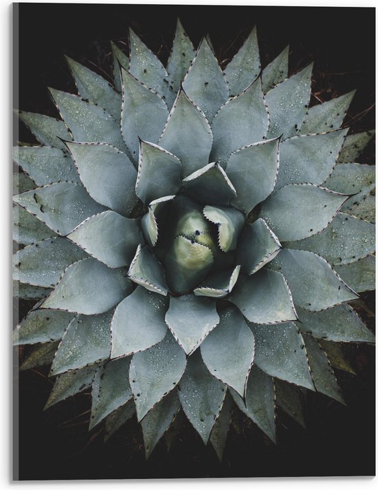 Acrylglas - Bloem - Natuur - Groen - Grijs - 30x40 cm Foto op Acrylglas (Wanddecoratie op Acrylaat)