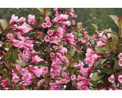Weigela florida ' Nana Purpurea' - Weigela 30 - 40 cm in pot