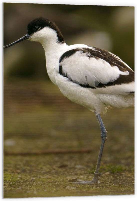 PVC Schuimplaat- Zijaanzicht van Zwart met Witte Kluut Vogel met Krullende Snavel - 60x90 cm Foto op PVC Schuimplaat