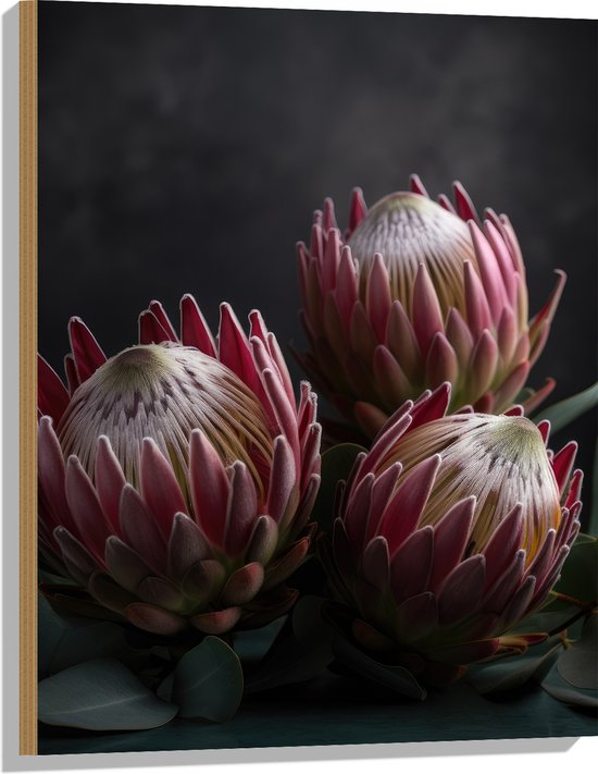 Hout - Close-up van Drie Koningsprotea Bloemen tegen Donkere Achtergrond - 60x80 cm - 9 mm dik - Foto op Hout (Met Ophangsysteem)