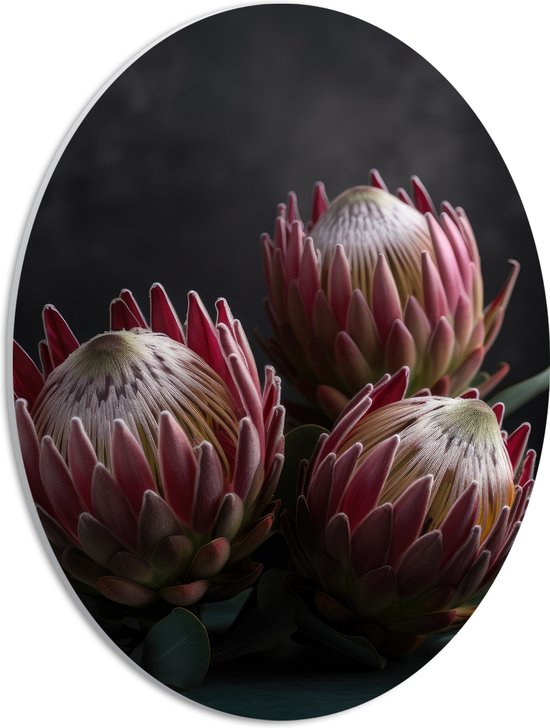 PVC Schuimplaat Ovaal - Close-up van Drie Koningsprotea Bloemen tegen Donkere Achtergrond - 30x40 cm Foto op Ovaal (Met Ophangsysteem)