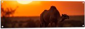 Tuinposter – Dromedaris in savanne met zonsondergang in de achtergrond - 120x40 cm Foto op Tuinposter (wanddecoratie voor buiten en binnen)