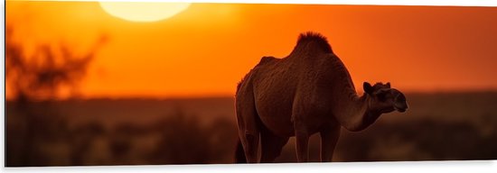 Dibond - Dromedaris in savanne met zonsondergang in de achtergrond - 120x40 cm Foto op Aluminium (Met Ophangsysteem)