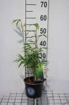 1 x Bamboe - Fargesia robusta 'Formidable' 40 - 50 in C2 Liter pot
