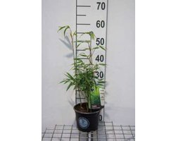1 x Bamboe - Fargesia robusta 'Formidable' 40 - 50 in C2 Liter pot