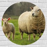 Muursticker Cirkel - Schaap en lammetje in weiland staan langs elkaar - 70x70 cm Foto op Muursticker