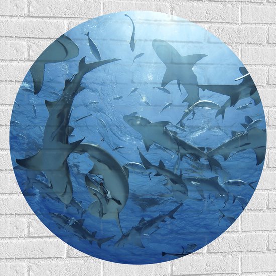 Muursticker Cirkel - Groep haaien zwemmen rond in de zee - 90x90 cm Foto op Muursticker