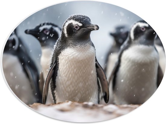 PVC Schuimplaat Ovaal - Groep pinguïns waggelen door de sneeuw heen - 40x30 cm Foto op Ovaal (Met Ophangsysteem)